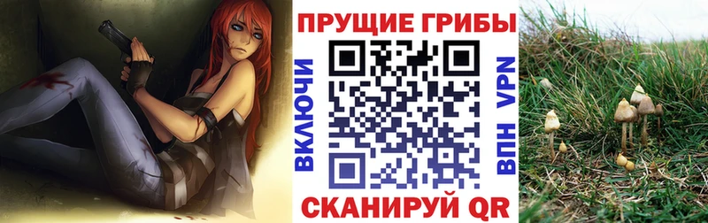 где продают наркотики  Новоузенск  Галлюциногенные грибы GOLDEN TEACHER 